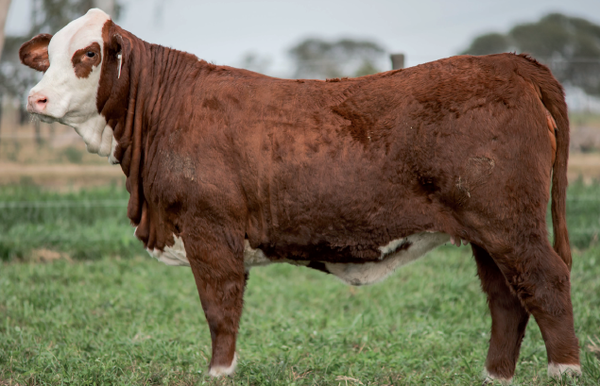 Lote Vaquillonas Braford -  Los Charabones