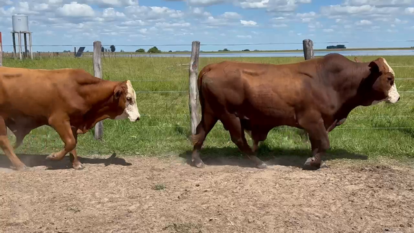 Lote 25 Toros en Corrientes, Yataití Calle