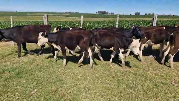 Lote 14 Terneros y Terneras, San José