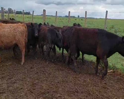 Lote 18 Terneros en Suipacha, Buenos Aires