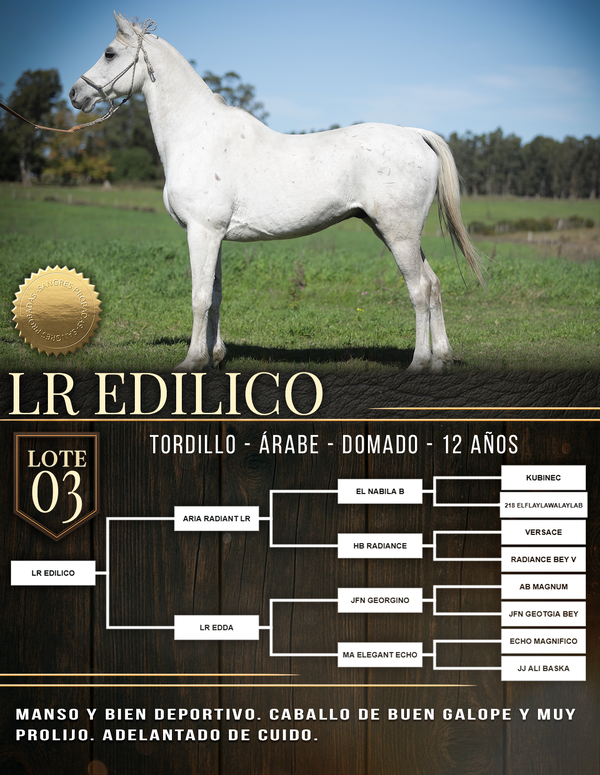 Lote LR EDILICO