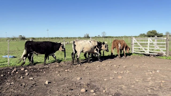 Lote NOVILLOS 2 A 3 AÑOS