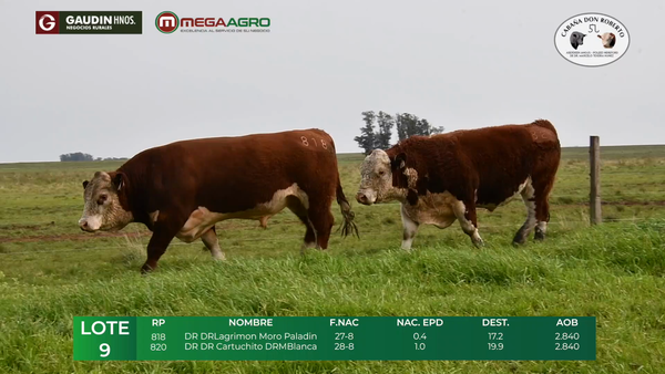 Lote LOTE 9      POLLED HEREFORD     2 años