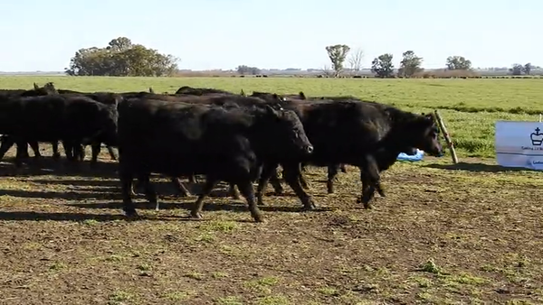 Lote 15 VAQUILLONAS ANGUS MAS