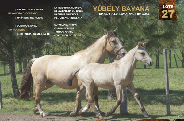 Lote YÚBELY BAYANA