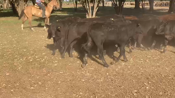 Lote 200 Terneras en Gral. San Martín, Chaco
