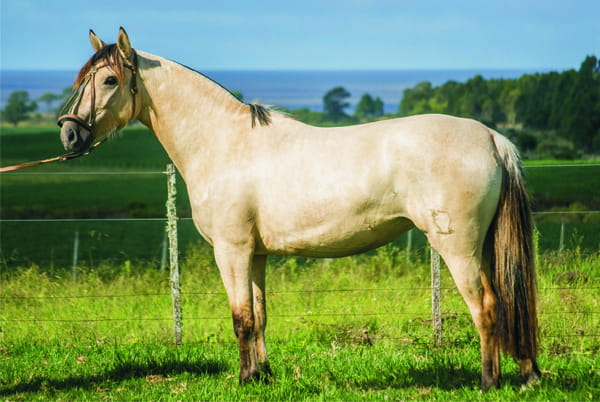 Lote CONSTANCIA SAMBITA 1758