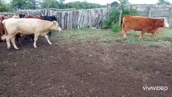 Lote 25 Terneros/as en Gral. Las Heras, Buenos Aires