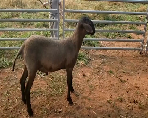 Lote Macho P1 47kg -  en San Ignacio