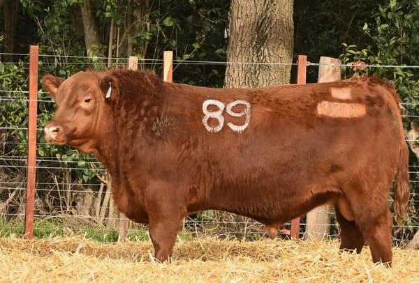 45800 — TOROS ANGUS PC