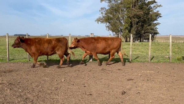 Lote Vacas Preñadas
