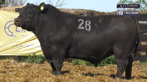 28 40286N* — TOROS ANGUS PURO CONTROLADO
