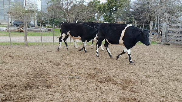 Lote 30 Novillos Invernada Holando Argentino en Cululú, Santa Fe