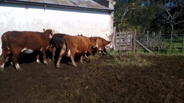 Lote 10 Vacas CUT preñadas