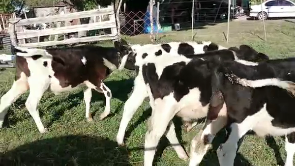 Lote 5 terneros holando