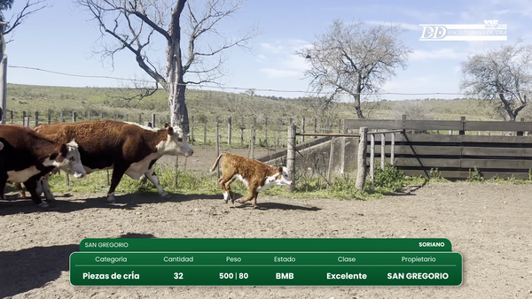 Lote 32 piezas ( terneros 8M 8H)