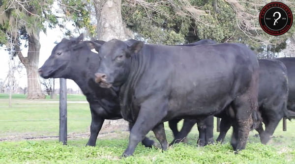 Lote CABAÑA LA LIBERTAD DE LA COCHERA
