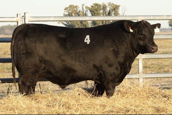4 — TOROS ANGUS PUROS CONTROLADOS