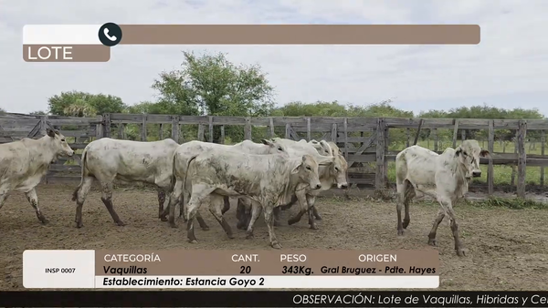 Lote VAQUILLAS CBO 4