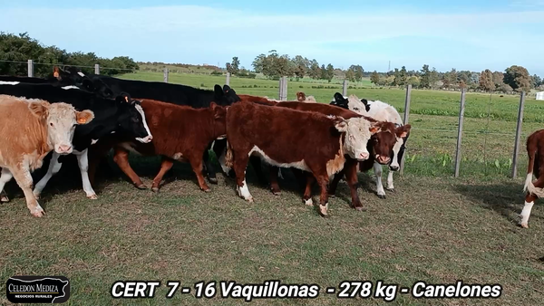 Lote 16 Vaquillonas 1 a 2 años en Canelones