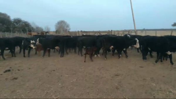 Lote 28 Vaquillonas C/ cria en Conhelo, La Pampa