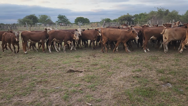 Lote 65 Vaquillonas en Esquina, Corrientes