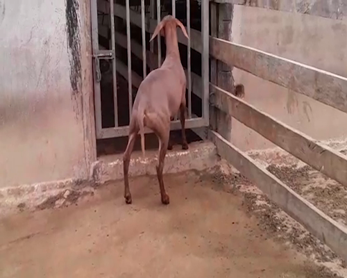 Lote Hembra AO en Quiindy