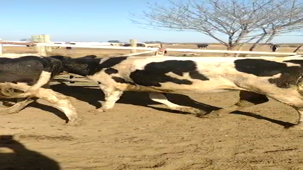 Lote Oitana Raul - Vaquillonas adelantadas