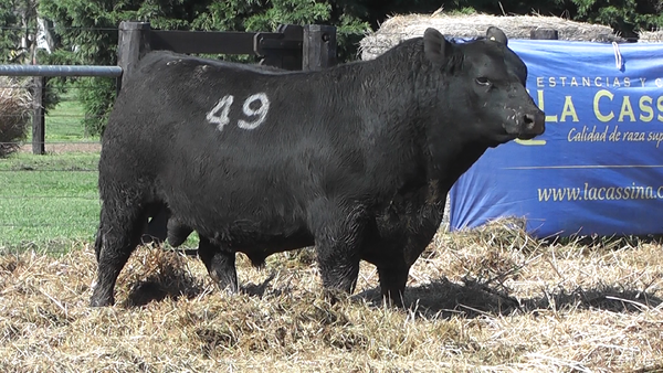 Lote TOROS ANGUS PURO CONTROLADO