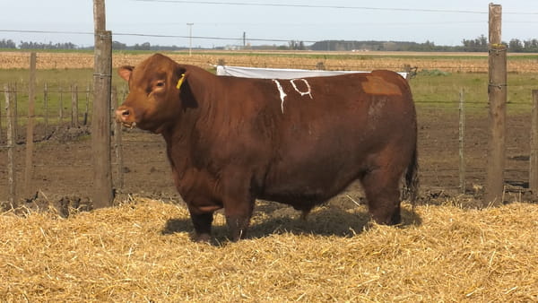Lote Toros PC Colorado