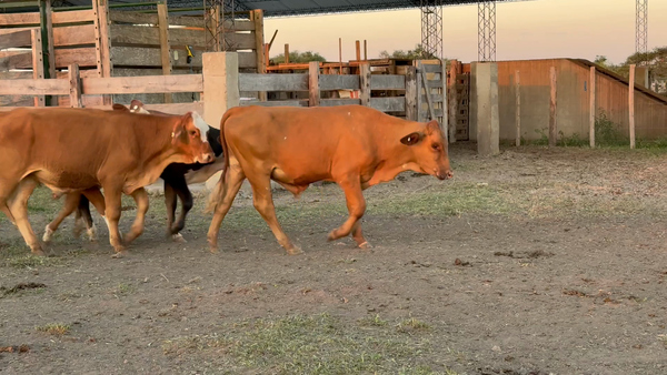 Lote 103 Terneros en Corrientes, Sauce