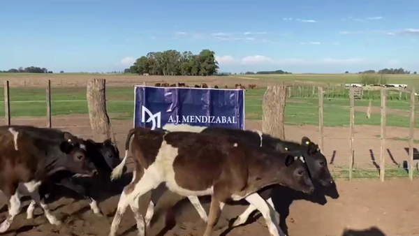 Lote 66 TERN. MACHOS OVEROS NEGROS, GUAMINI, BS. AS.