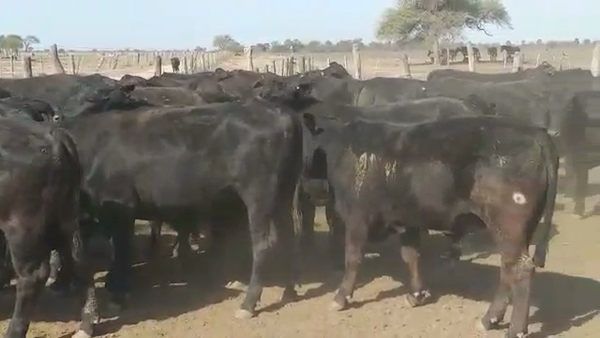 Lote 60 Novillos en Vilelas, Santiago del Estero