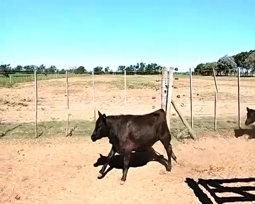 Lote 50 Terneras en Alejo Ledesma, Córdoba