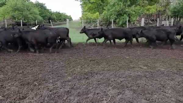 Lote 55 TERNS. MACHOS, MAGDALENA, BS. AS.