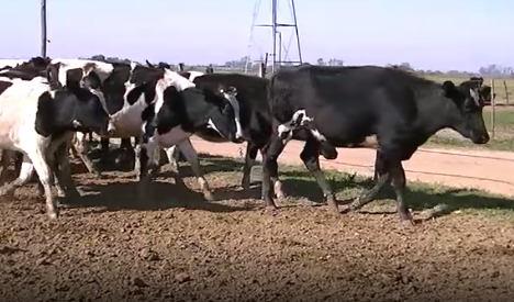 Lote 20 Vaquillonas en Esperanza, Santa Fe