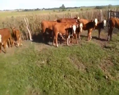 Lote 20 Terneros/as en Nogoyá, Entre Ríos