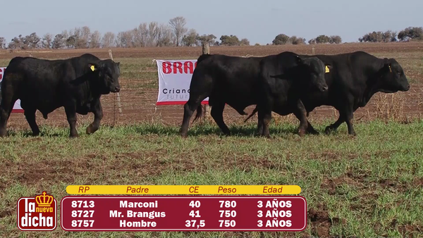 Lote TOROS BRANGUS CABAÑA LA NUEVA DICHA