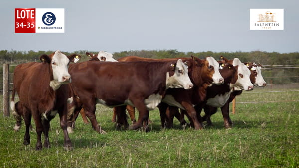 Lote LOTE 34/35 - VAQUILLAS BRAFORD PLANTELERAS SEÑAL ´18 PREÑADAS IATF