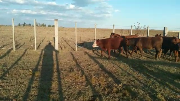Lote 7 Terneros