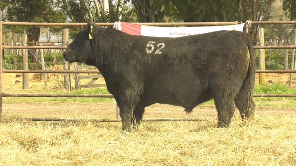 Lote TOROS ANGUS NEGROS  PC
