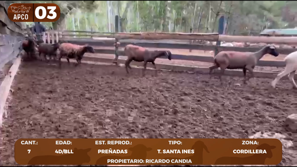 Lote LOTE 3 -POR PANTALLA
