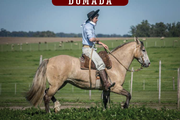 Lote YÚBELY FRAGATA