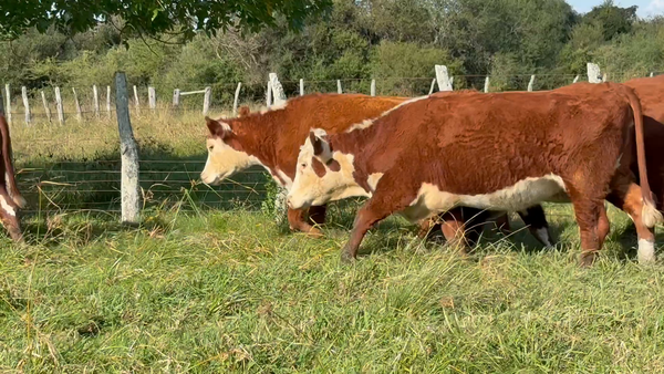 Lote 34 Vaquillonas preñadas en Corrientes, Curuzú-Cuatiá