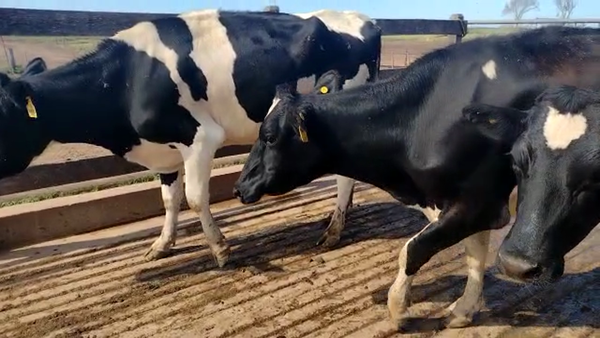 Lote Vaquillonas Preñadas - Tres De Oro