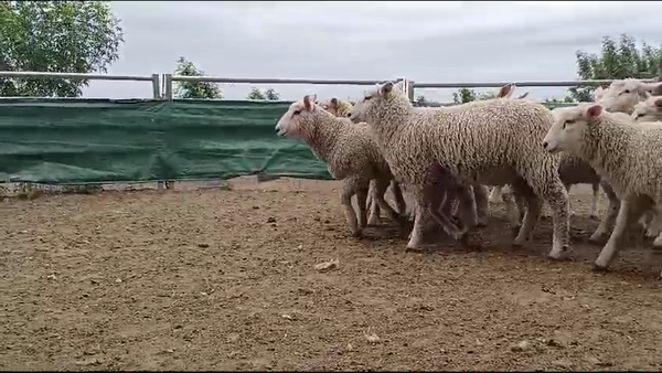 Lote 60 Corderos 35kg - , Colonia