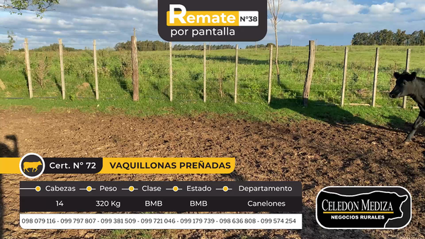 Lote 14 Vaquillonas preñadas en Canelones