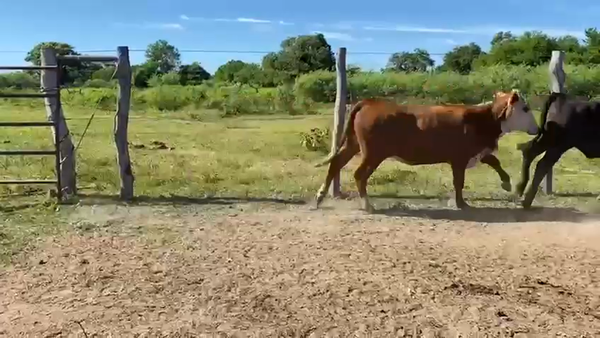 Lote 46 Vaquillonas C/ gtia de preñez