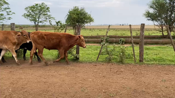 Lote 62 Novillos en Santo Tomé, Corrientes