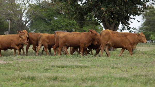 Lote Vaquilla Preñada